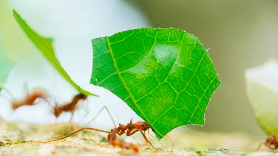 Hormigas cortadoras de hojas