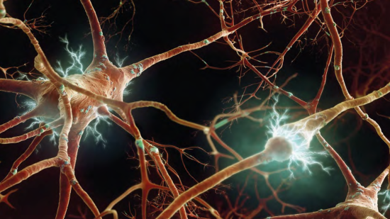 red-neuronal