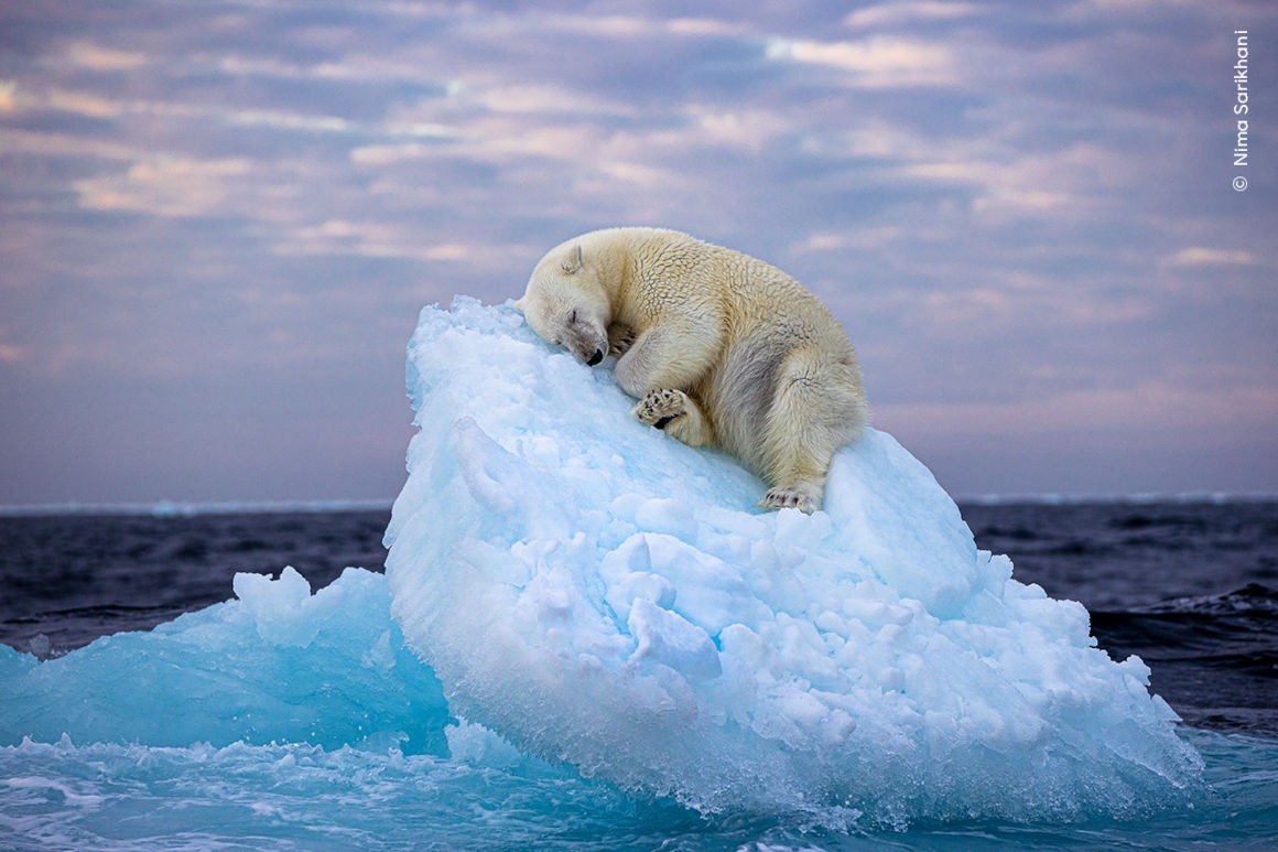 Una imagen de un oso polar durmiendo acurrucado en un iceberg ha capturado los corazones de los votantes