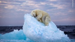 Una imagen de un oso polar durmiendo acurrucado en un iceberg ha capturado los corazones de los votantes