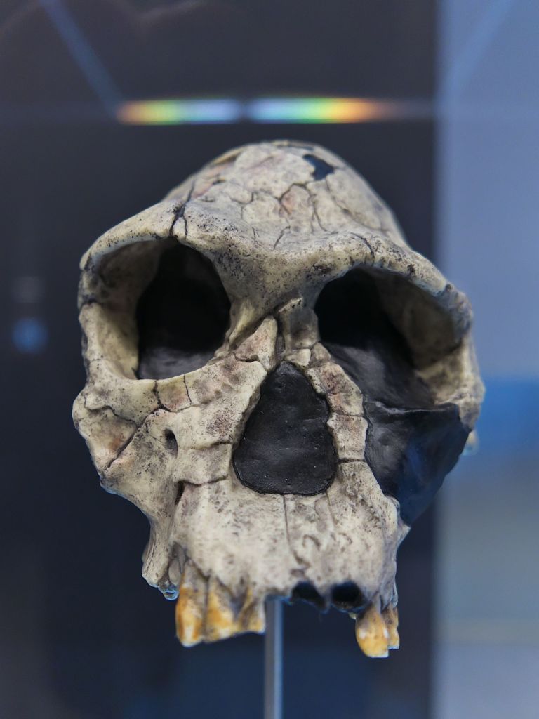 Cráneo de ‘Homo habilis’.