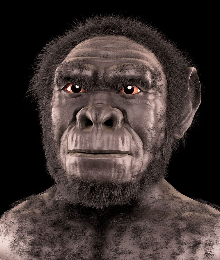 Homo habilis’, reconstrucción facial forense