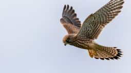 Hembra de cernícalo vulgar cerniéndose