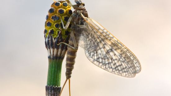 Cuál es el animal con la vida adulta más efímera