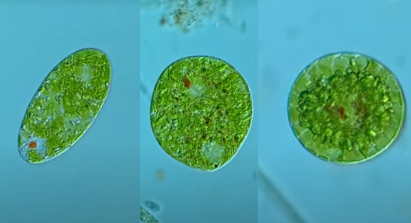 Científicos resuelven un misterio evolutivo gracias a Youtube