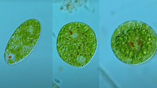 Científicos resuelven un misterio evolutivo gracias a Youtube