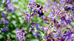 Las flores emiten aromas que atraen a sus polinizadores