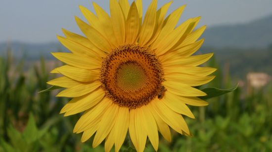 Los girasoles no siempre miran al sol y tampoco son flores