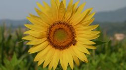 Los girasoles no siempre miran al sol y tampoco son flores