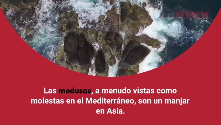 ¿Las medusas se pueden comer? (Eugenio Fernández)