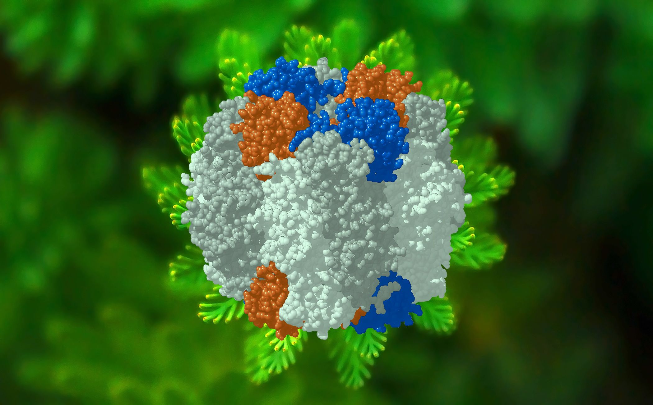 La estructura molecular de la rubisco