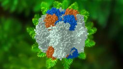 La estructura molecular de la rubisco