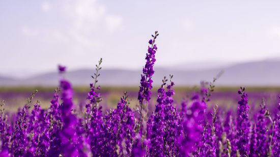 La lavanda