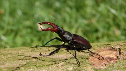 Macho de ciervo volante