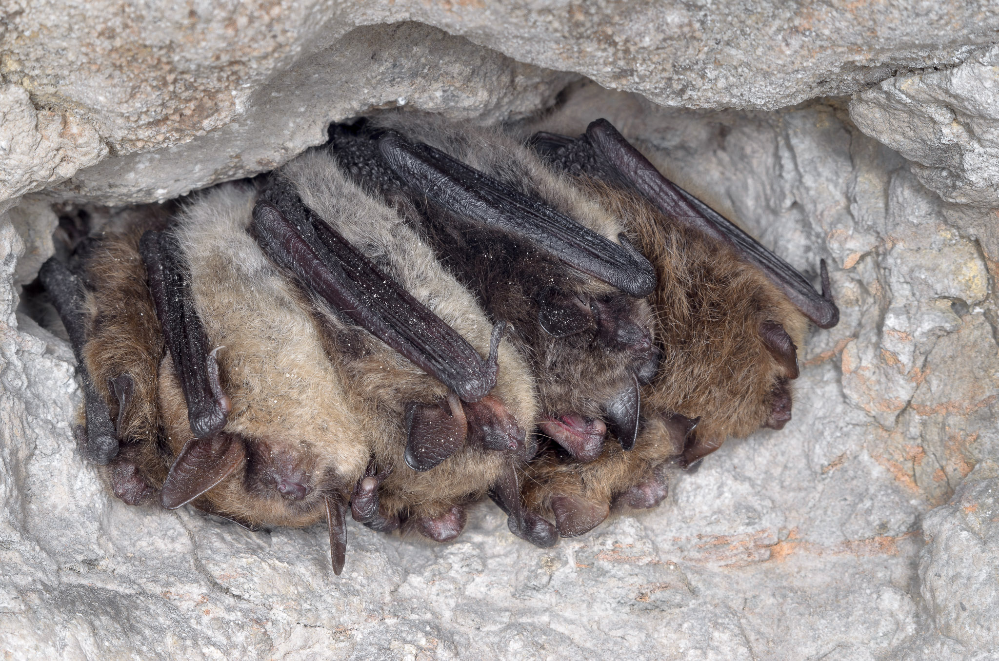 ¿Cuáles son los animales más longevos de España?