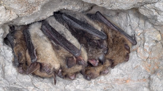 ¿Cuáles son los animales más longevos de España?