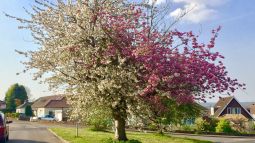 Injerto de cerezo japonés