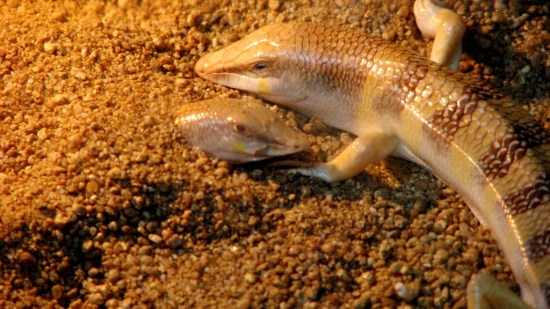 Peces de las arenas