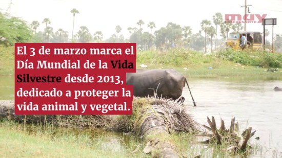 Día Mundial de la Vida Silvestre o cómo homenajear a la madre naturaleza (Sarah Romero)