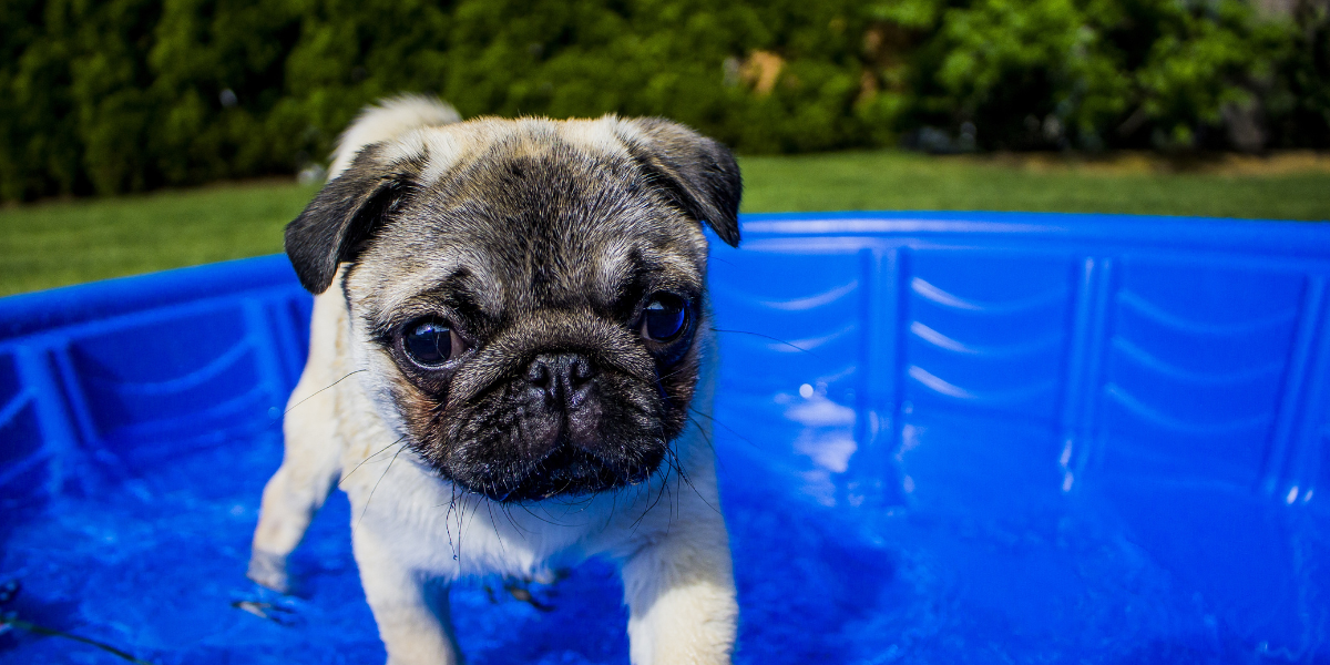 Mejores piscinas para perros según su relación calidad-precio