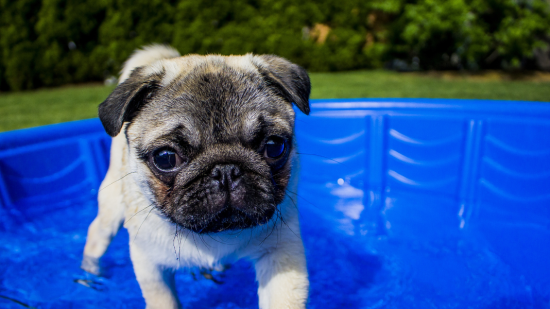 Mejores piscinas para perros según su relación calidad-precio