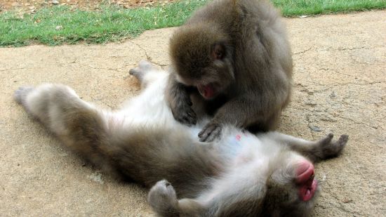 Macacos desparasitándose