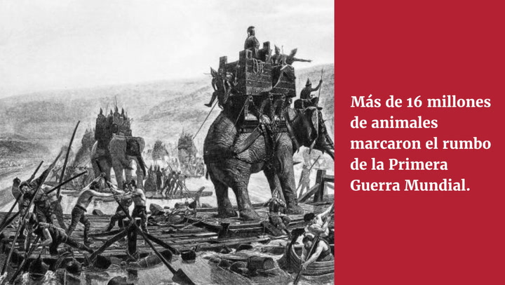"La utilización de animales, más de 16 millones en la Primera Guerra Mundial, condicionó el devenir de estos conflictos" (Christian Pérez)