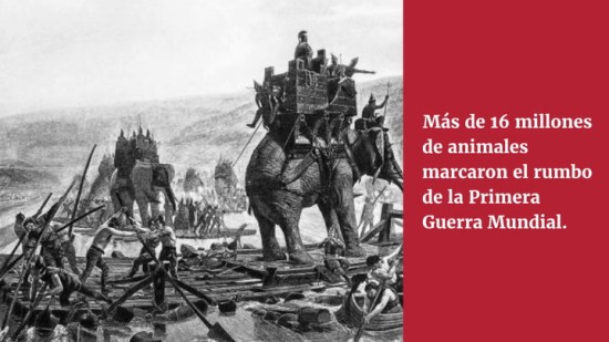 "La utilización de animales, más de 16 millones en la Primera Guerra Mundial, condicionó el devenir de estos conflictos" (Christian Pérez)