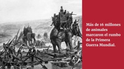 "La utilización de animales, más de 16 millones en la Primera Guerra Mundial, condicionó el devenir de estos conflictos" (Christian Pérez)
