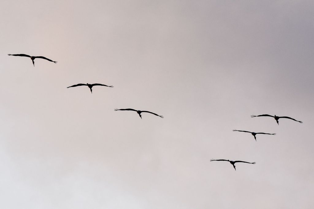 vuelo en V de aves migratorias