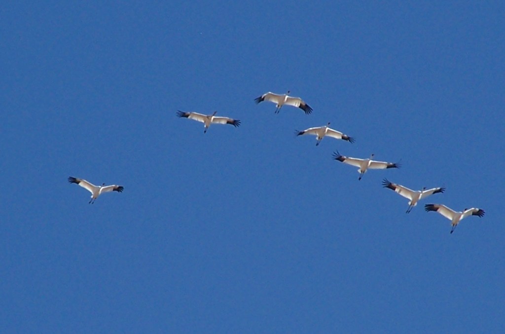 vuelo en V de aves migratorias