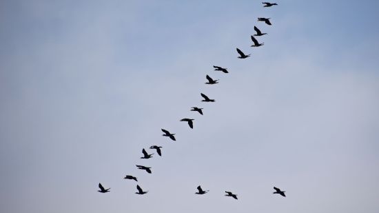Aves volando en forma de V