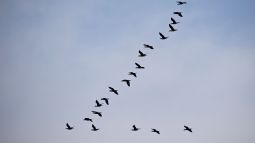 Aves volando en forma de V
