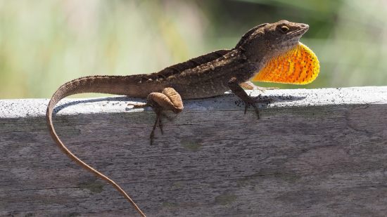 Anolis desplegando su gola