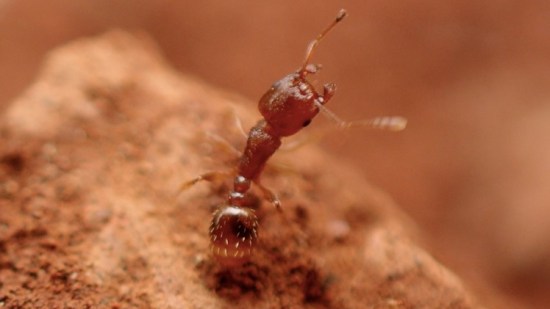 Ejemplar de Tetramorium caldarium en La Palma