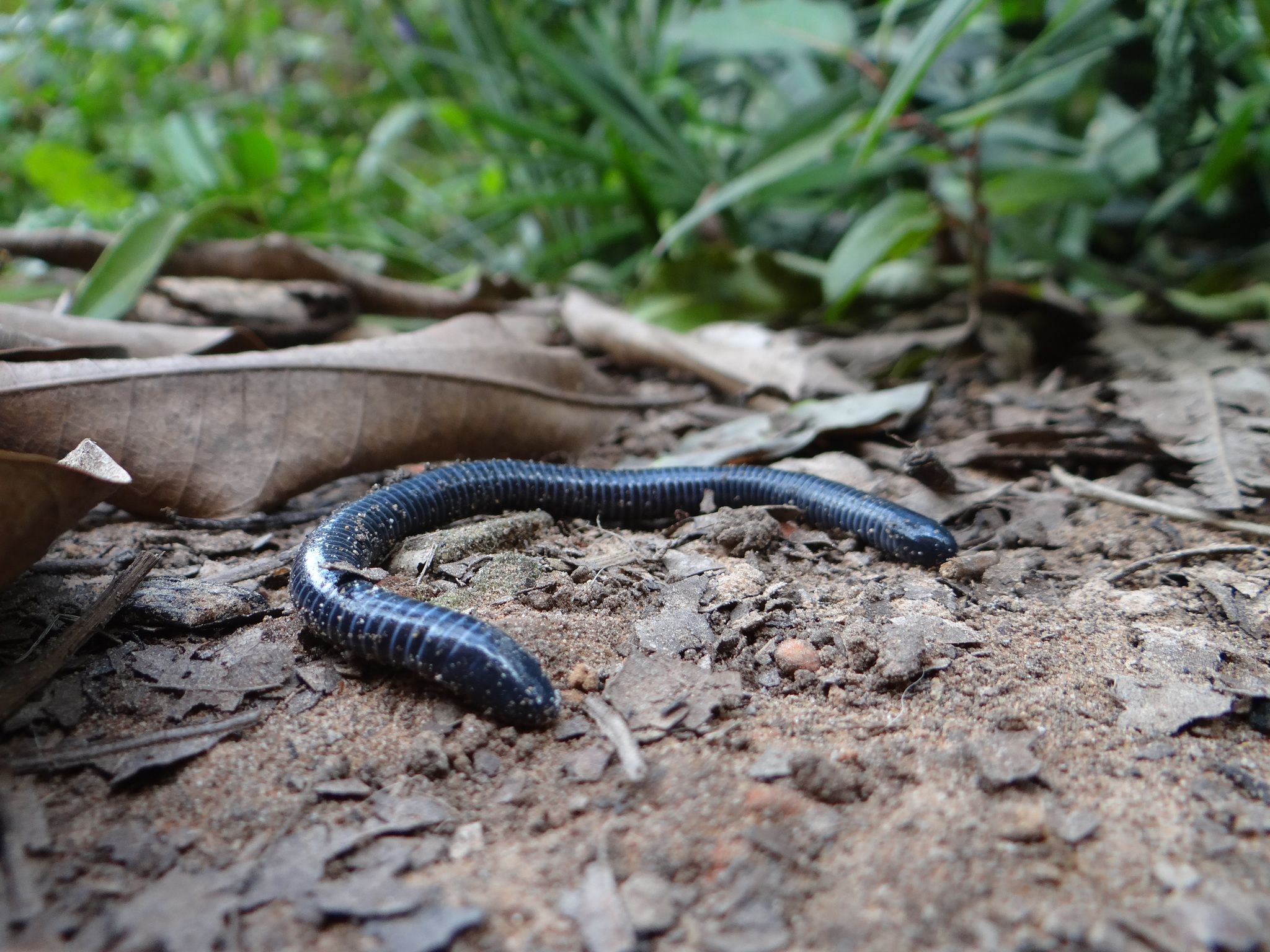 Cecilia de la especie ‘Siphonops annulatus’