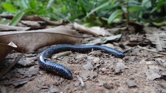 Cecilia de la especie ‘Siphonops annulatus’