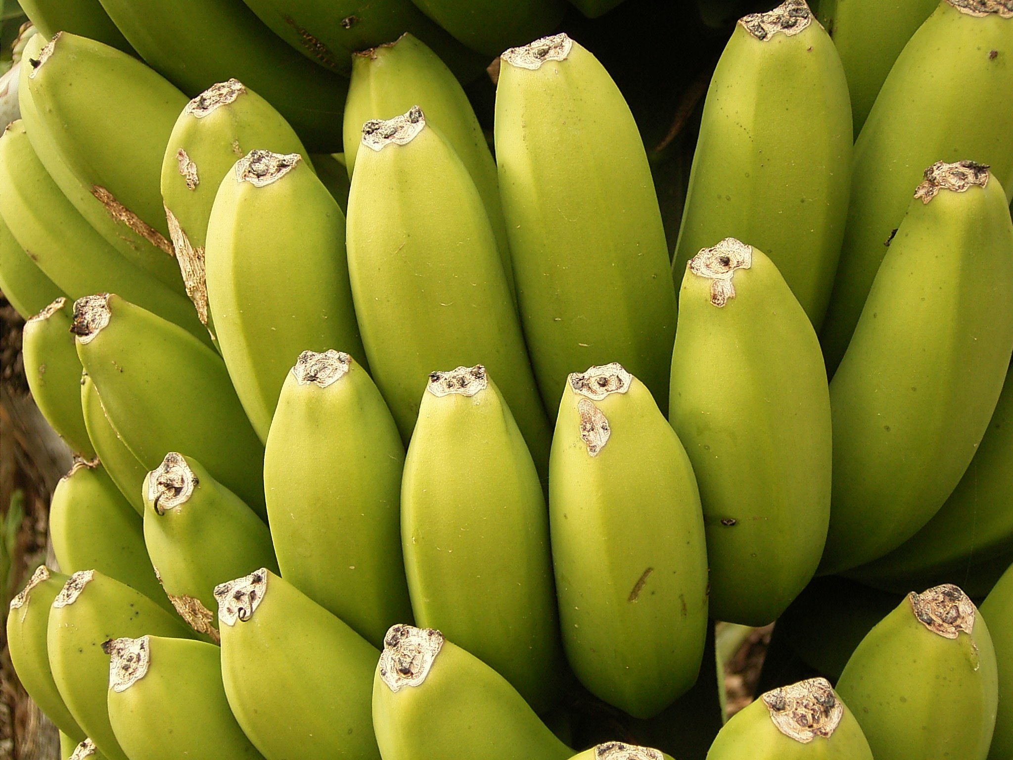 Plátanos, frutas climatéricas