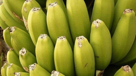 Plátanos, frutas climatéricas
