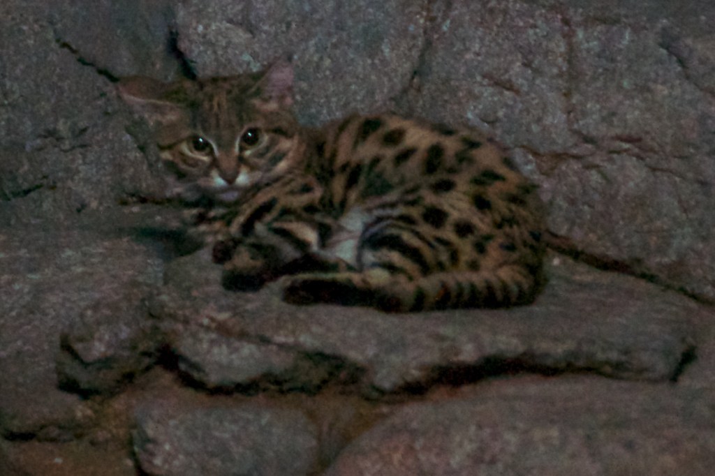 gato herrumbroso: el gato patinegro