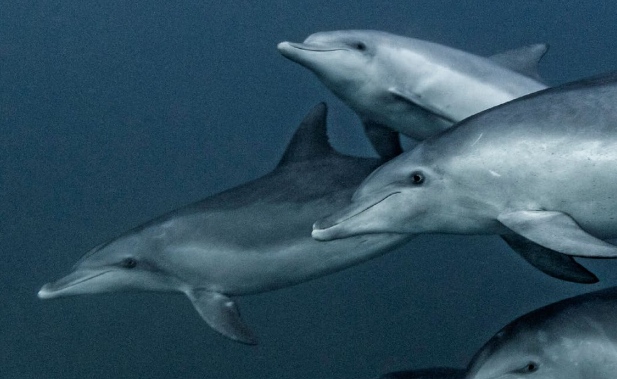 grupo-delfines