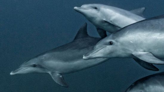 grupo-delfines