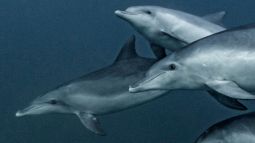 grupo-delfines