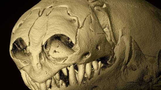 Anfisbenos, misteriosos reptiles subterráneos