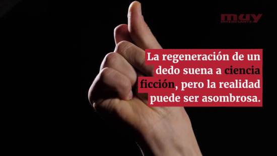 ¿Puede regenerarse un dedo? (Eugenio M. Fernández Aguilar)