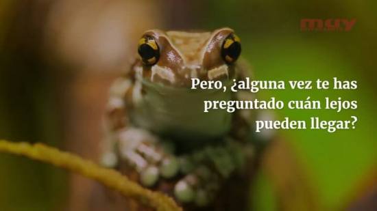 ¿Cuánto pueden llegar a saltar las ranas? (Eugenio M. Fernández Aguilar)