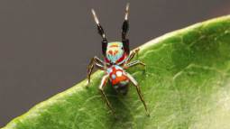 Descubren una araña que parece... ¿una planta?, ¿una hormiga? Es mimetismo en estado puro