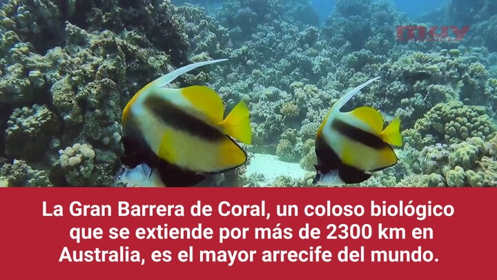 ¿Cuál es el mayor arrecife de coral del mundo? (Álvaro Bayón)