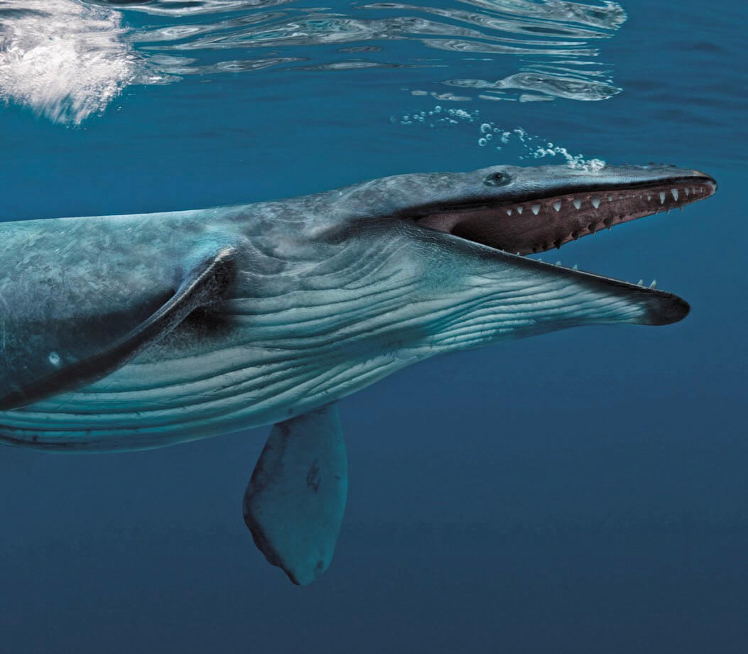 basilosaurus