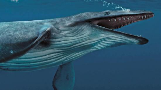 basilosaurus